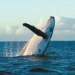 38th annual Maui Whale Festival
